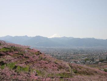 桃の花と富士山