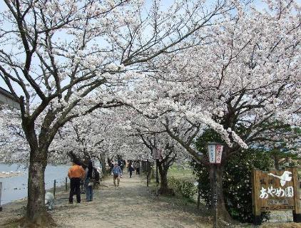 湖・川と桜の調和した美しい景観