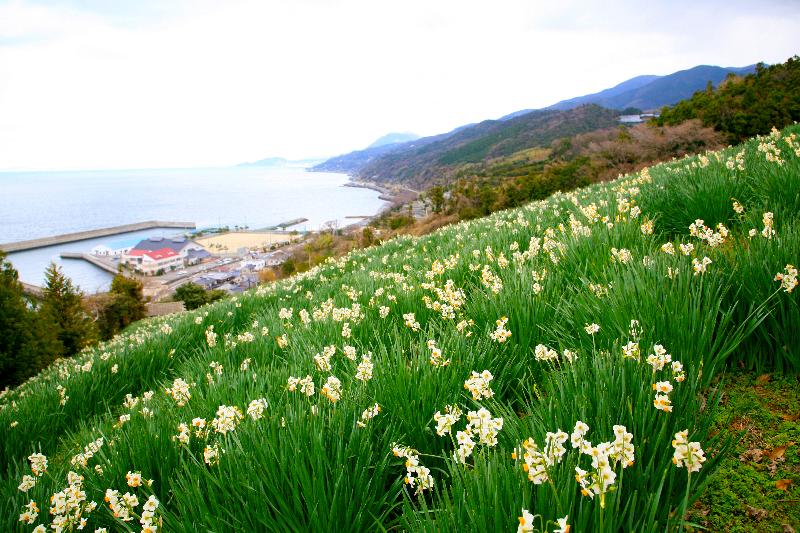 愛媛県_伊予市_双海町下灘にある海岸線沿いの丘陵に咲き誇る水仙畑。12月から1月下旬頃が見ごろ。