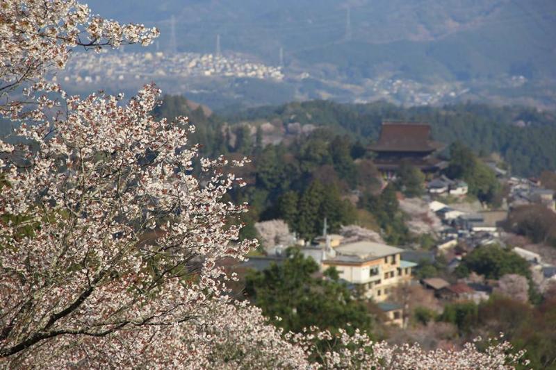 奈良県_吉野町_千本桜で有名な吉野山に咲くシロヤマザクラ。