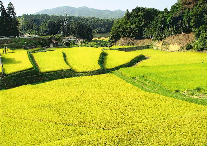 山口県_下松市_日本の里100選に選ばれた地域の棚田の風景です。