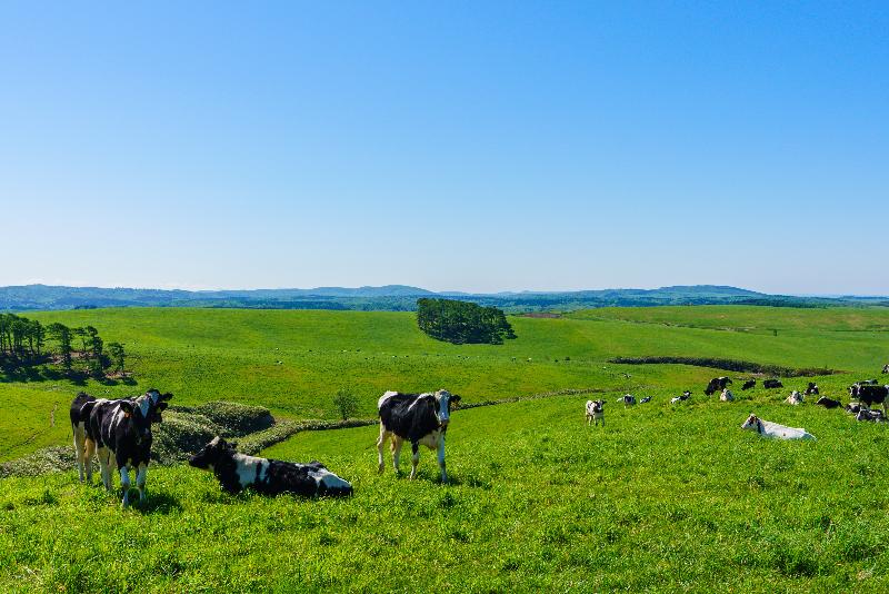 大規模草地の牛たち