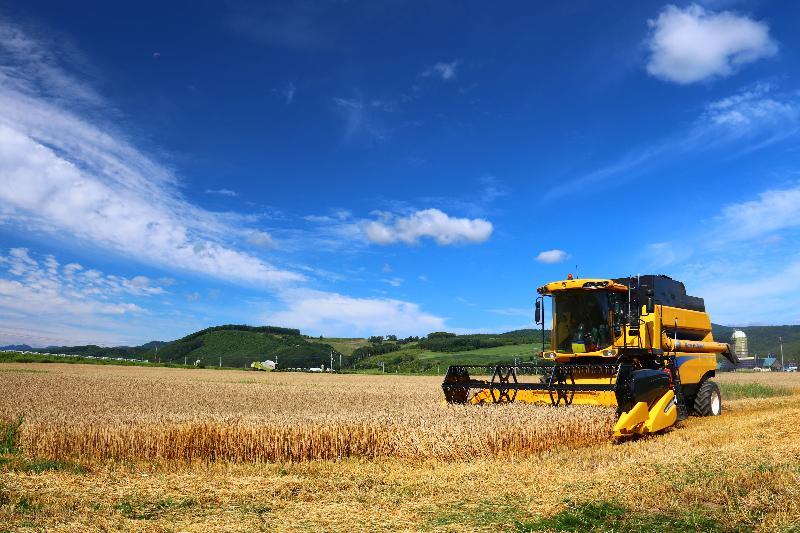 秋小麦の収穫