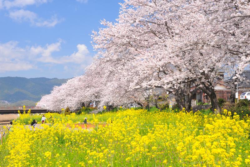 島田川河川公園～桜と菜の花～