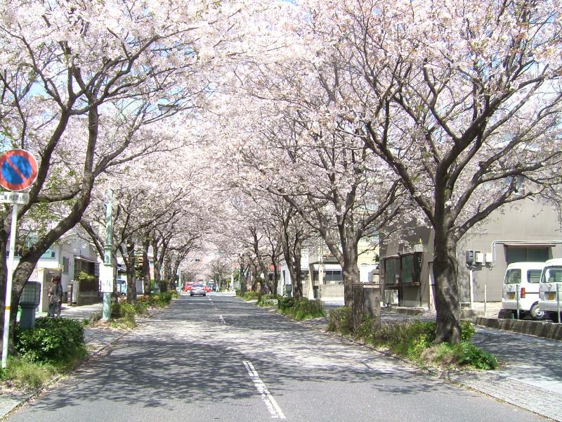美術館前の桜並木