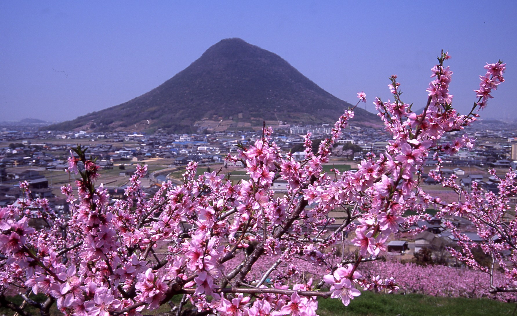 飯野山と桃の花