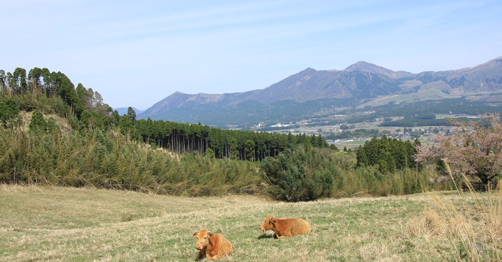 草原と赤牛