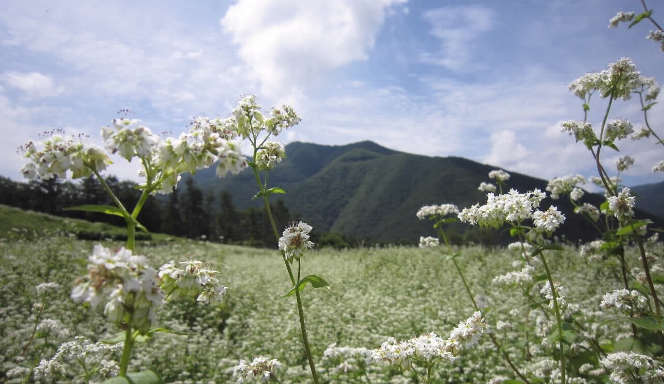 ここでは語り切れない色濃い地域に移住して