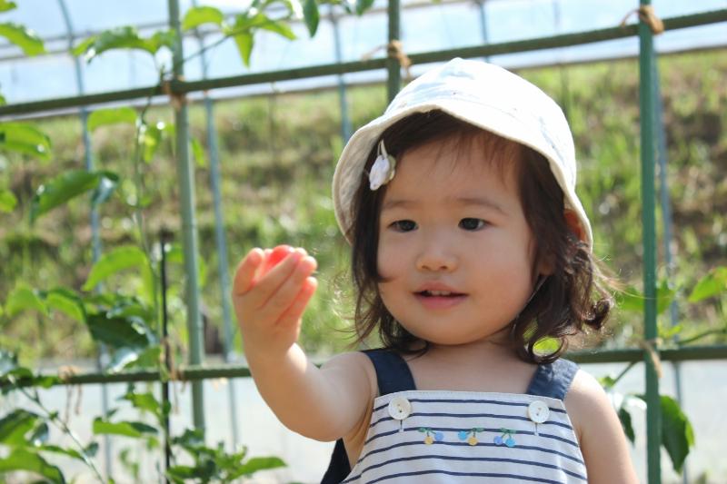 長野県_箕輪町_トマトとれたよ！移住希望者の方へ、農業体験も受け入れています。