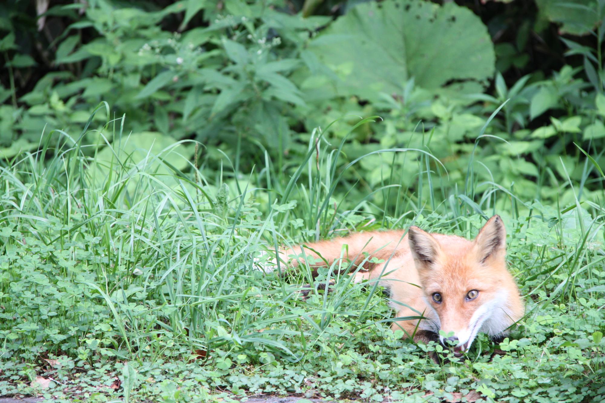 地域フォト ニッポン移住 交流ナビ Join