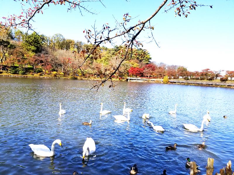 高松の池は，周りを桜に囲まれ春にはお花見客で賑わい，冬には白鳥が飛来し冬の訪れを告げます。