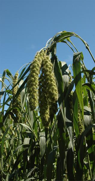 軽米町で無農薬で栽培されているアワで雑穀一種です。