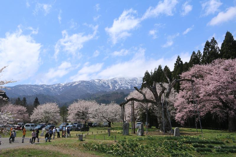 釜の越農村公園内の桜群