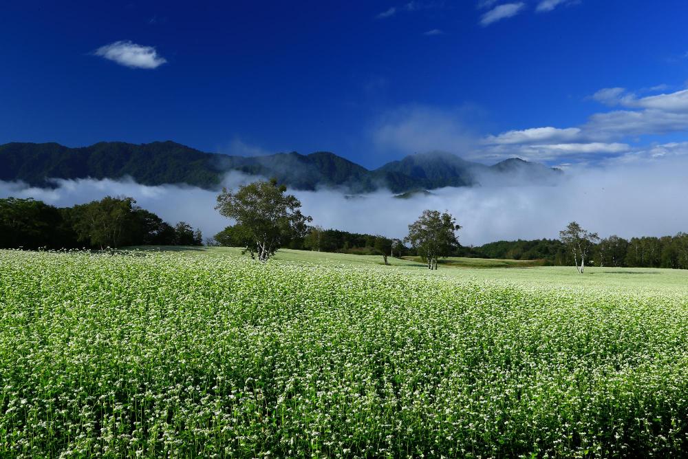 たかつえそば畑