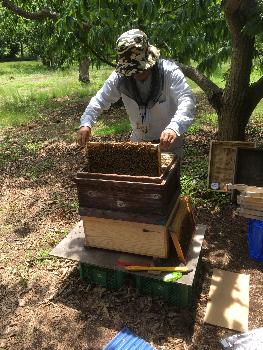 養蜂作業（蜂の検分）