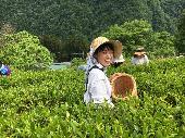 奥秩父の山々に囲まれた栃本で無農薬でお茶を栽培しています　茶摘みイベントも好評