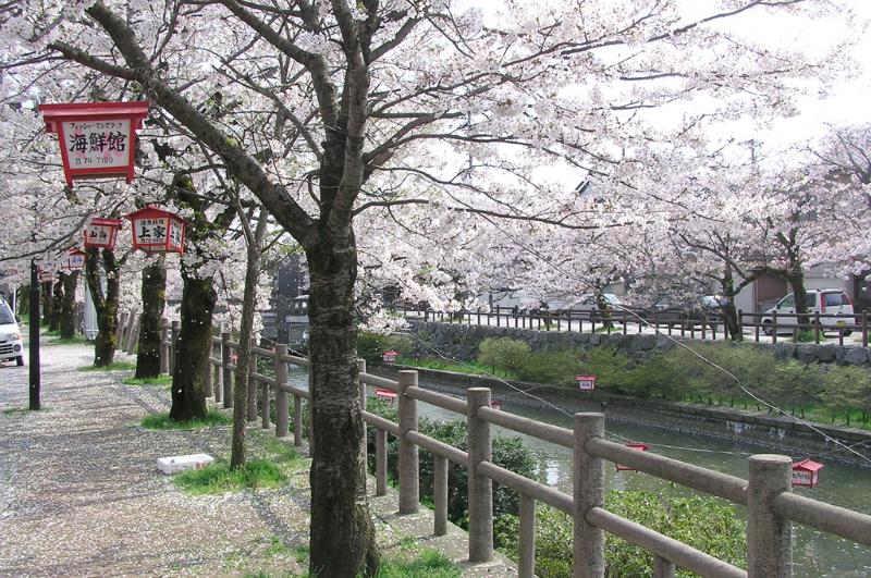 湊川の桜