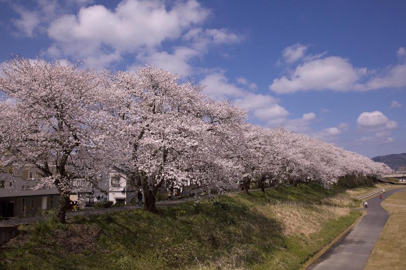 足羽川の桜