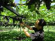 ぶどう栽培の様子