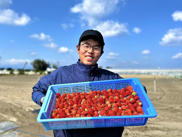 仲間募集】農業のまちでイチゴ栽培♪新規就農を目指しましょう 仲間募集】農業のまちでイチゴ栽培♪新規就農を目指しましょう