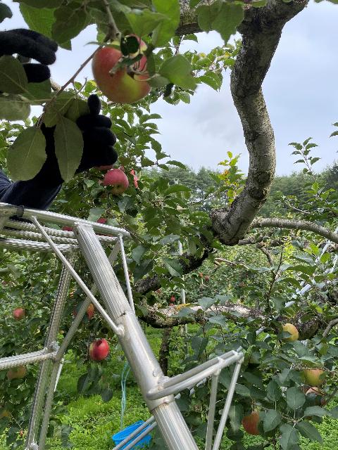 地位課題解決・・・例えばりんごの収穫をお手伝いをしたり