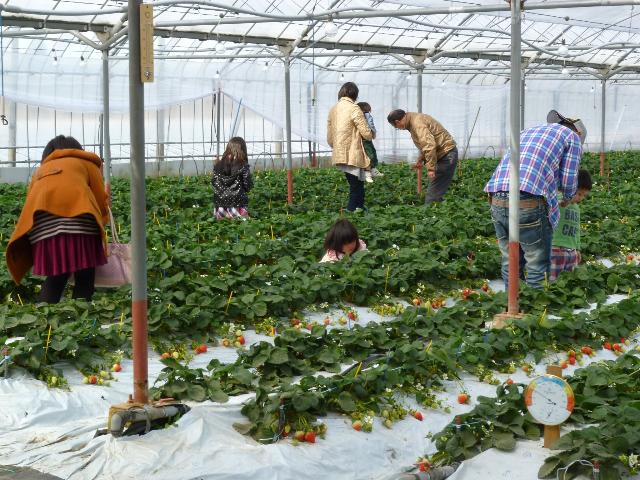 イチゴの収穫体験の様子