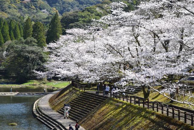 観光農園近くにある吾平山上陵の桜