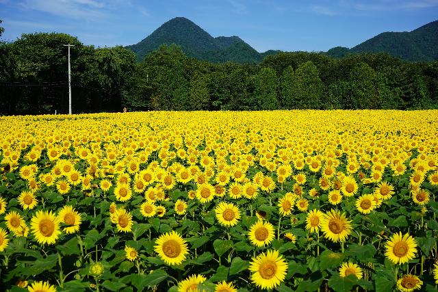 南昌山・ひまわり