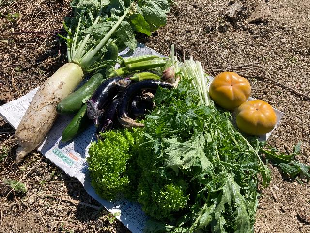 採れたて野菜