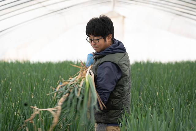 軟白ネギの収穫風景