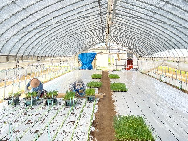 ねぎの定植風景