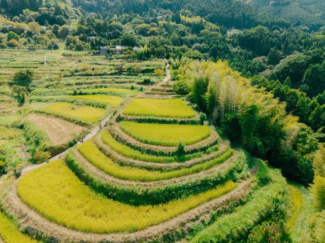 棚田